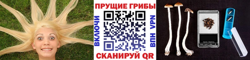 kraken ССЫЛКА  Горбатов  Псилоцибиновые грибы Psilocybine cubensis 